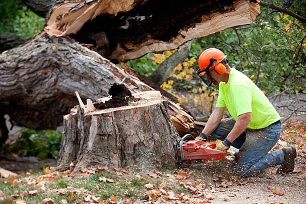 How Our Tree Care Process Works  in  Lewisville, WA